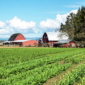 Not Quite Ready by Tom Cochran