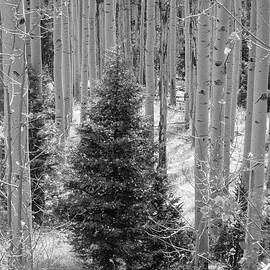 Not Quite Winter by Mary Lee Dereske