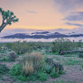 November 2020 Lone Joshua Tree by Alain Zarinelli