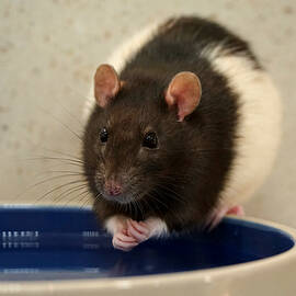 Now Wash Your Hands by Richard Reeve