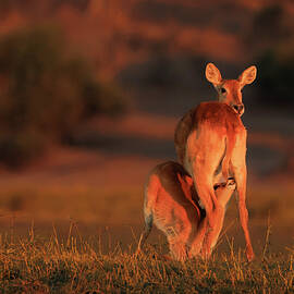Nursing Impala in Sunlit Grassland by Jean Noren