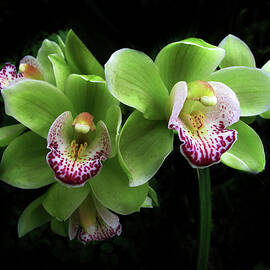 Cymbidium Orchid Duet by Jessica Jenney