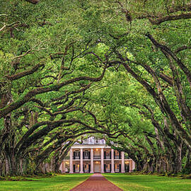 Oak Alley Plantation Tree Tunnel - Vacherie, Louisiana by Abbie Matthews