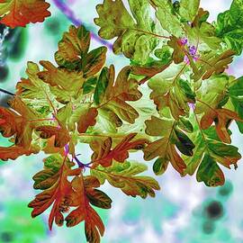 Oak leaves by Bruce Block