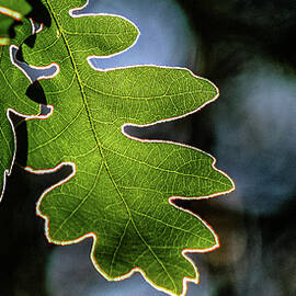 Oak Leaves Sandia Mountains New Mexico by Tommy Farnsworth