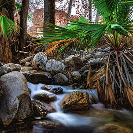 Oasis Flowing Water and Palm Trees, California by Abbie Matthews