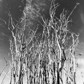 Odd  Ocotillo by Joe Schofield