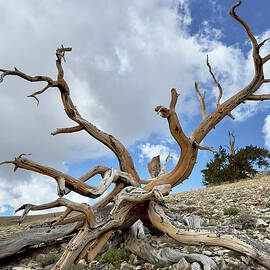 Oh ... the life we've lived by Joe Schofield