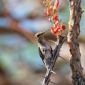 Ohh...ocotillo. My favorite. by Joe Schofield