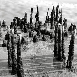 Old Pier Pylons in Wiscasset Harbor by Olivier Le Queinec