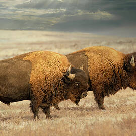 OldFriends by Jon Snyder