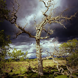 Ominous Oak by Mike Lee