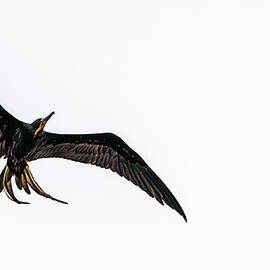 On the Fly Mazatlan Mexico by Tommy Farnsworth