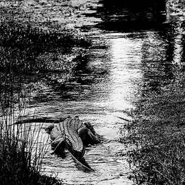 ON THE MOVE Gator 23A by Sally Fuller