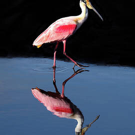 ON TOP OF THE WORLD Roseate 2B by Sally Fuller