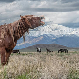 Onaqui Stallion by Paul Martin