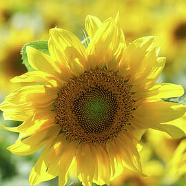 One in a million by Richard Reeve