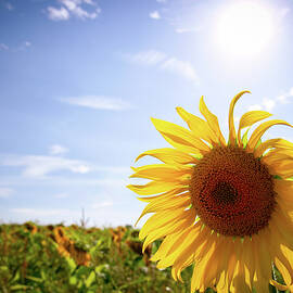 One sunflower by Seeables Visual Arts
