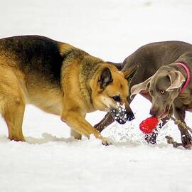 One Toy, Two Dogs by Deb Beausoleil