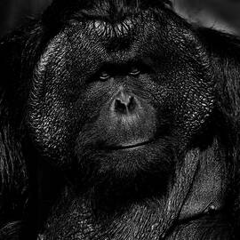 TITAN Orang 52A  by Sally Fuller