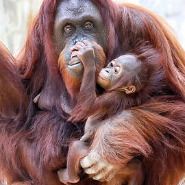 Orang-LP-061A by Sally Fuller