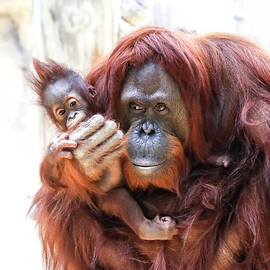 Orang-LP-064A by Sally Fuller