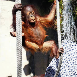 Orang LP 10A by Sally Fuller