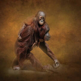 Orang LP 23B by Sally Fuller