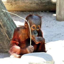 Orang LP 38A by Sally Fuller