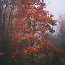 Orange Autumn in the Fog by Jason Fink