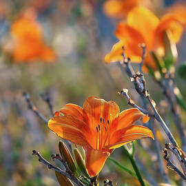 Orange Day Lilies by Joe Schofield