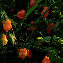 Orange Habaneros on the plant by Flees Photos