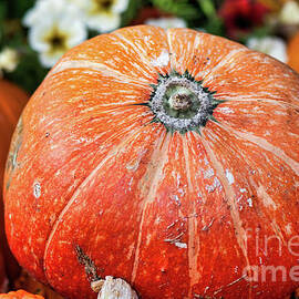 Orange Harvest Pumpkin by Abigail Diane Photography