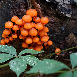 Orange Mycena I by Richard Reeve