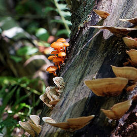 Orange Mycena II by Richard Reeve