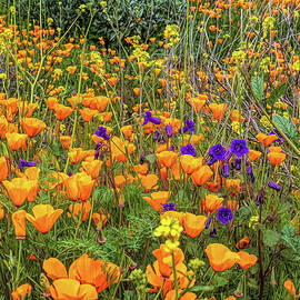 Orange Poppies with Purple Flowers AIM by Alison Frank