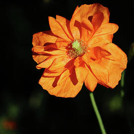Orange Poppy by Shirley Mitchell