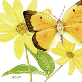 Orange Sulphur Butterfly by Linda K Powell