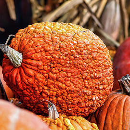 Orange textured Pumpkin by Abigail Diane Photography