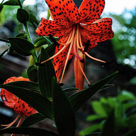 Orange Tiger Lily by Flees Photos