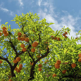 Oranges grow on tree in courtyard of monastery by Steven Heap
