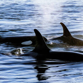 Orca 2B by Sally Fuller