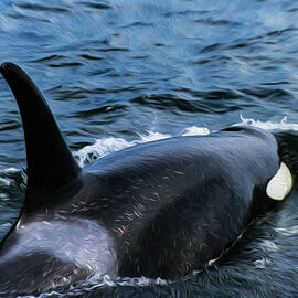 Orca 30A by Sally Fuller