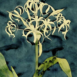 Orchid Etude - Botanical study by Augusto Giacometti by Augusto Giacometti