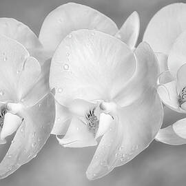 Orchid Flower Clusters BW by Susan Candelario
