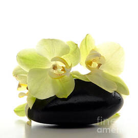 Orchid Flowers on Polished Stone by Olivier Le Queinec