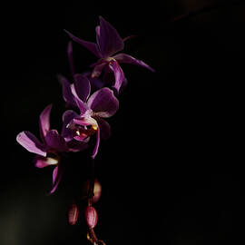 Orchid in Shadow Wall Art, Sculptural Floral Photography, Modern Luxury Botanical Decor by Robert Niemeier
