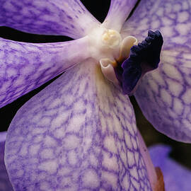 Orchid - Purple Spots by Robert Niemeier