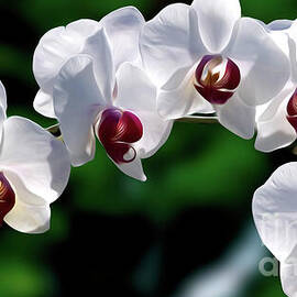 Orchids Digital Painting by William Gunn