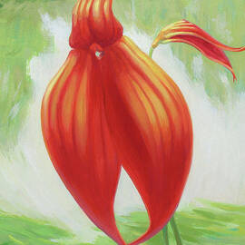 Orchids - Masdevallia veitchiana by Ren Yu